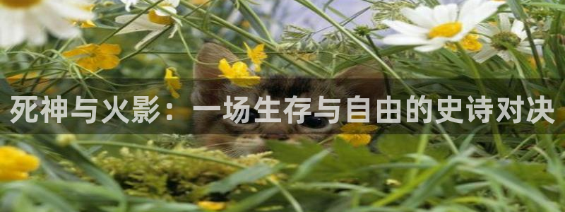 保利电影院线：死神与火影：一场生存与自由的史诗对决